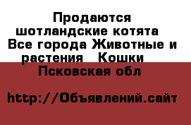 Продаются шотландские котята - Все города Животные и растения » Кошки   . Псковская обл.